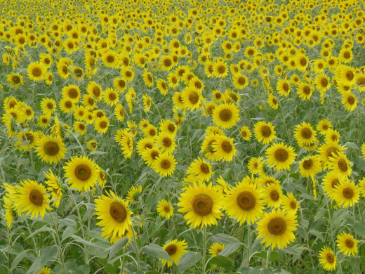 647615 (a): :1920x1440